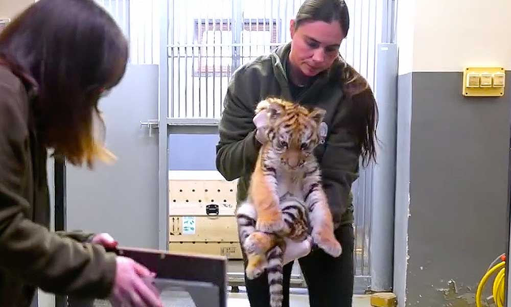 Drograzzia közben egy kistigrist találtak a rendőrök a tiszafüredi házban – videó a cikkben