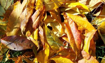 Őszi kerti munkák gyorsan és hatékonyan