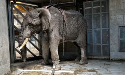 Felesége szeme láttára taposta halálra a többtonnás elefánt a magyar turistát