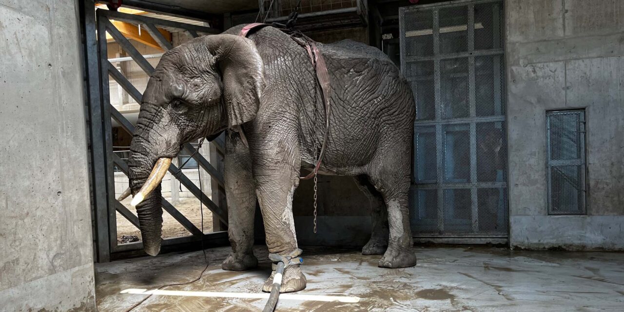 Felesége szeme láttára taposta halálra a többtonnás elefánt a magyar turistát