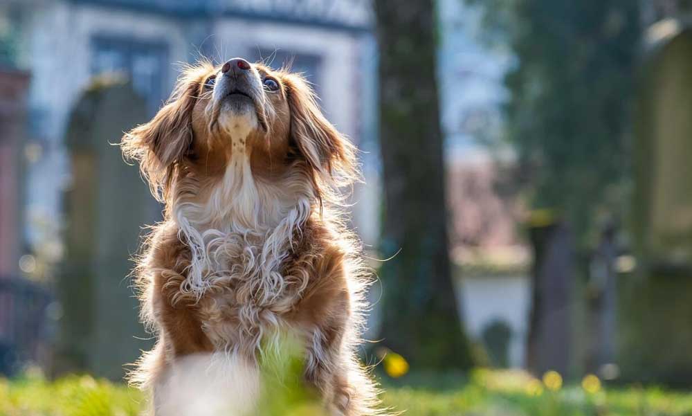 Mit kell tudni a kutyák fertőző betegségeiről?