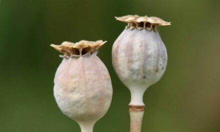 Mákolaj: természetes megoldás a csonterősítésre