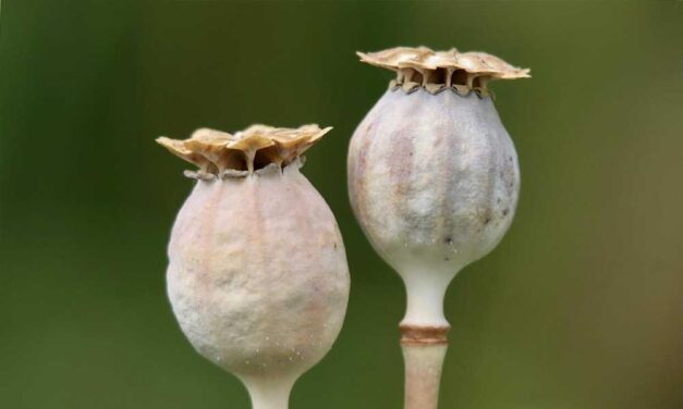 Mákolaj: természetes megoldás a csonterősítésre