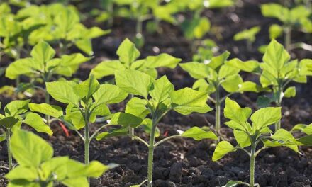 Innováció a mezőgazdaságban: a virtuóz talajművelés új korszakába lépünk