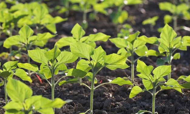 Innováció a mezőgazdaságban: a virtuóz talajművelés új korszakába lépünk