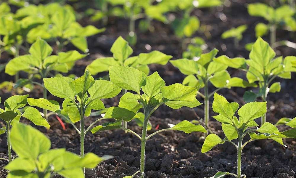 Innováció a mezőgazdaságban: a virtuóz talajművelés új korszakába lépünk