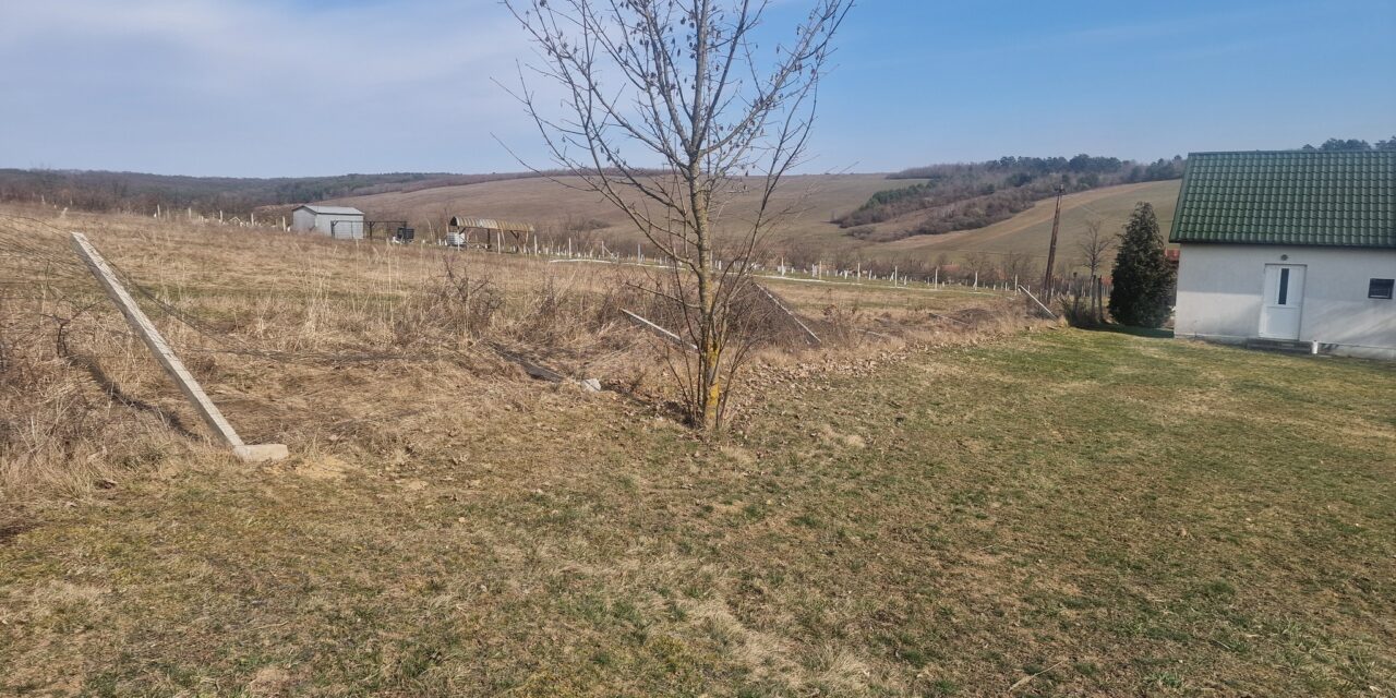 Farkastámadás a borsodi faluban: több szarvast is széttéptek a ragadozók a helyi temetőben