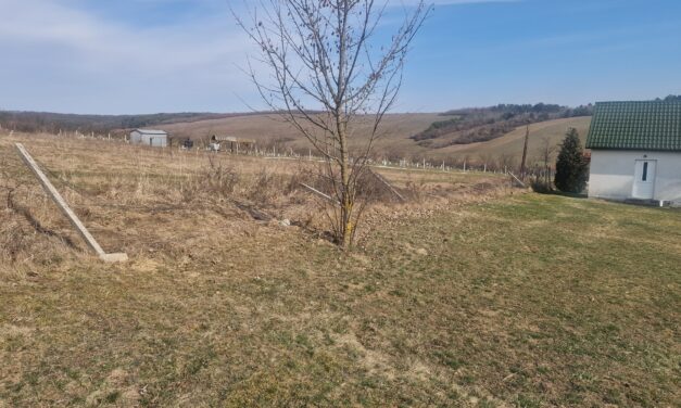 Farkastámadás a borsodi faluban: több szarvast is széttéptek a ragadozók a helyi temetőben