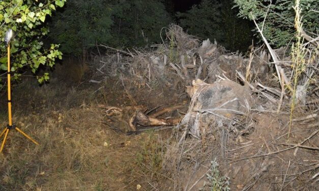 Tiszakécskei eltűnés: 80 éves élettársa is tudhatott arról, hogy veje megölte, majd elrejtette az 54 éves férfit