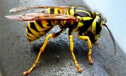 Figyeljünk a darazsakra!