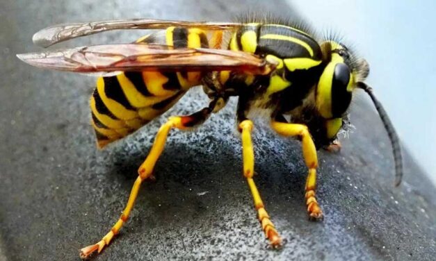 Figyeljünk a darazsakra!