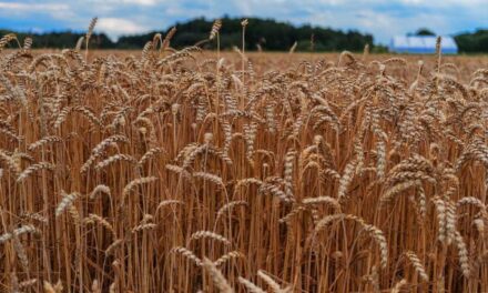 A szárítás szerepe a termény minőségének megőrzésében