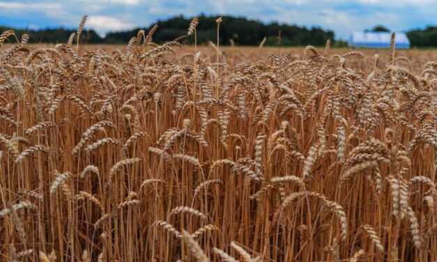 A szárítás szerepe a termény minőségének megőrzésében