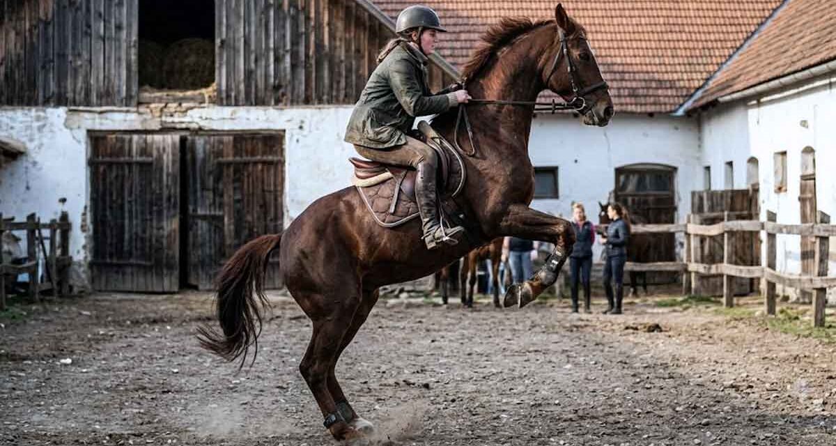 Halálos baleset Somogysárdon: saját lova dobta le magáról a 20 éves Vandát, a lány életét már nem tudták megmenteni