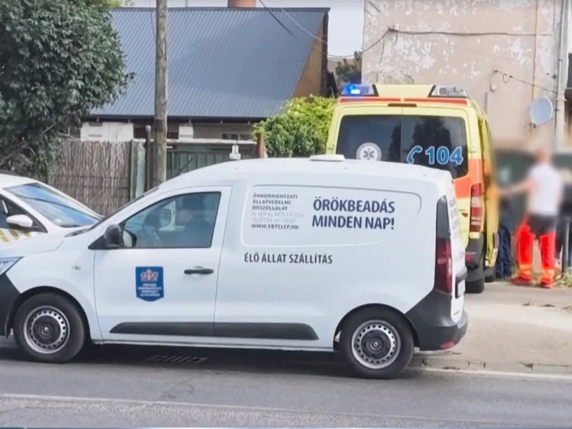Kutyatámadás Budapesten: nekiesett gazdájának, harapta és tépte az idős nő kezét az állat