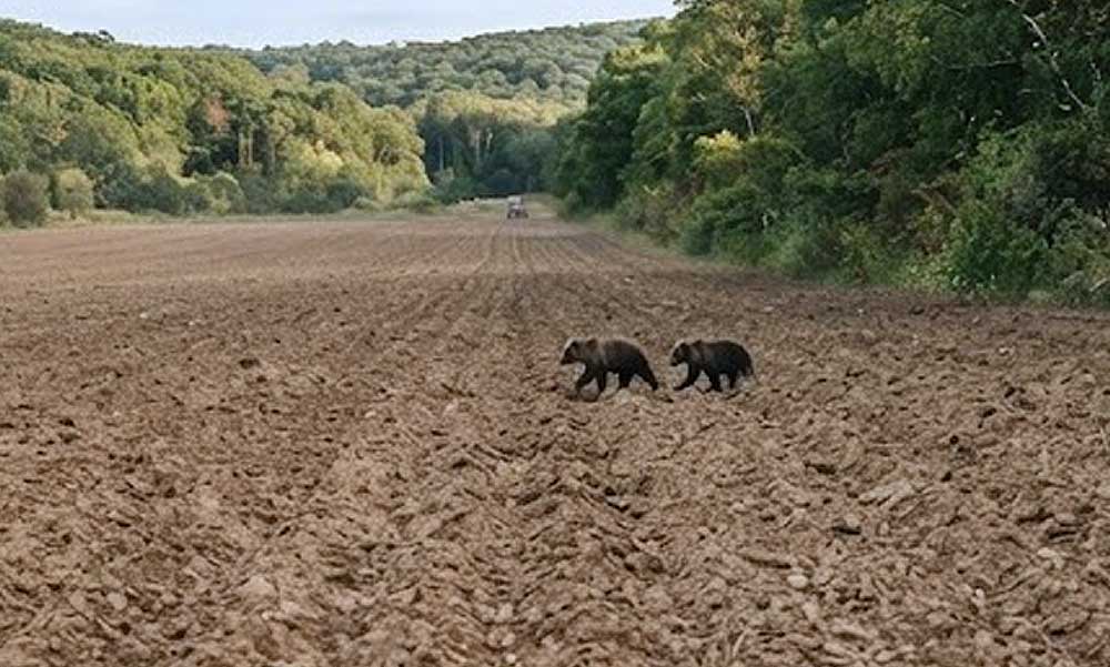 Két kóborló medvét láttak az ukrán-magyar határon Tiszabecsnél, Kárpátaljáról  érkezhettek az állatok